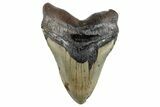 Huge, Fossil Megalodon Tooth - North Carolina #261129-2